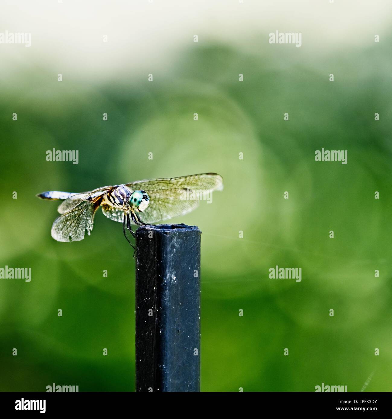 Dragon Fly sitzt auf einem Zaunpfahl mit grünem Hintergrund. Stockfoto