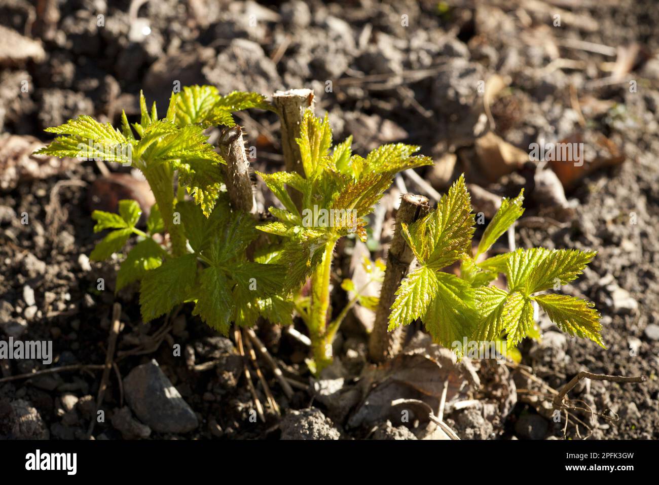 Himbeere (Rubus idaeus) „Autumn Bliss“ Fruchtsorte im Herbst, neue Sprossen erscheinen im Frühling, Powys, Wales, Großbritannien Stockfoto