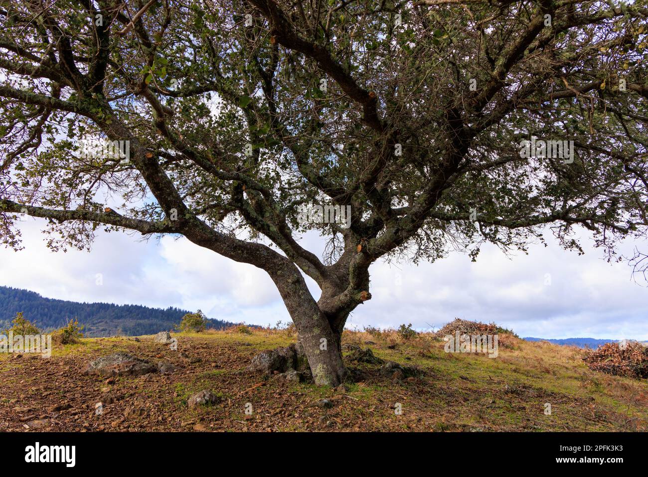 Spirituosenbaum mit grünen Zweigen auf einem grünen kalifornischen Hügel Stockfoto