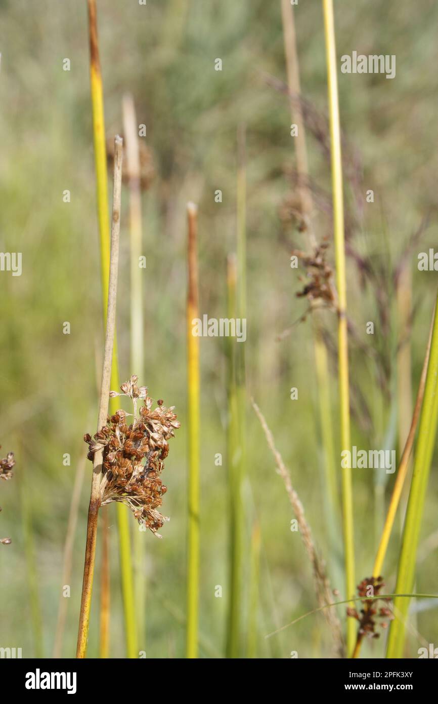 Schilfseide (Cladium mariscus), Schilfschneider, Schneideeis, Sedge Family, Great Fen Sedge in Fruit, im Flusstal fen, Redgrave und Lopham Fen Stockfoto