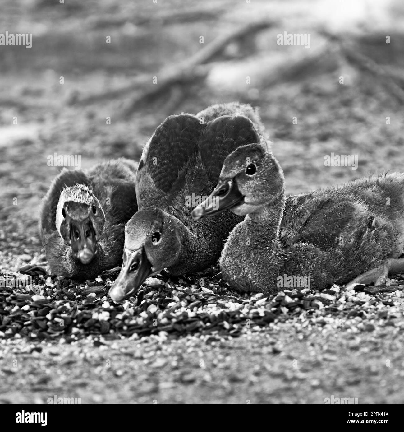 Drei kleine Hühnerenten fressen Vogelsaat in Schwarz-Weiß Stockfoto