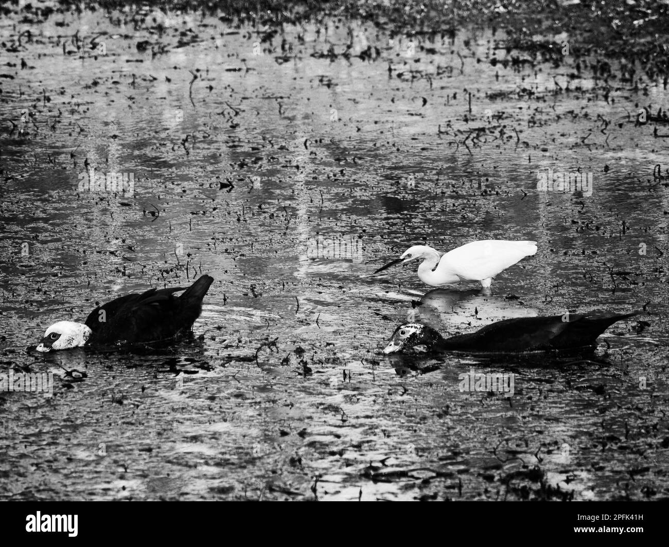 South TX - 2-6-2021 - zwei Enten und ein Egret in einem Teich, der in Balck and White isst Stockfoto