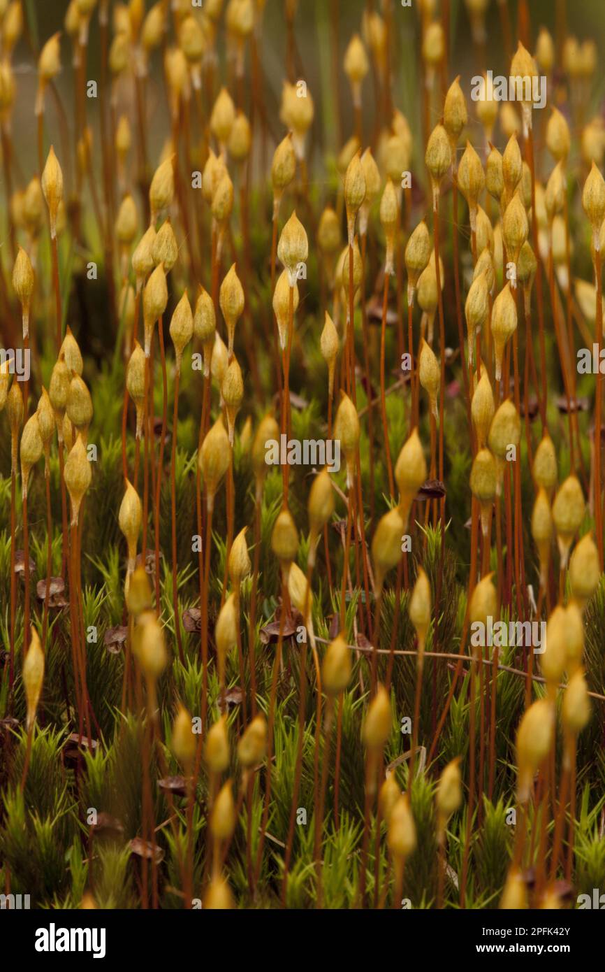 Maiden Hair Moss (Polytrichum commune) Fruiting capsules, growing in Torf Mog, Derbyshire, England, Vereinigtes Königreich Stockfoto