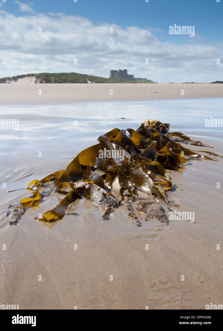 Seetang (Laminariales sp.) Fronds, angespült am Strand, mit Bamburgh Castle in der Ferne, Bamburgh, Northumberland, England, Großbritannien Stockfoto