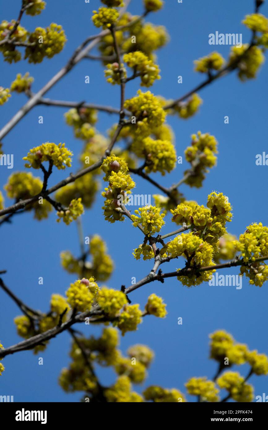 Blume, Kornus MAS, blühende Kornelkirsche im frühen Frühling oder Spätwinter, blühend, Pflanze Stockfoto