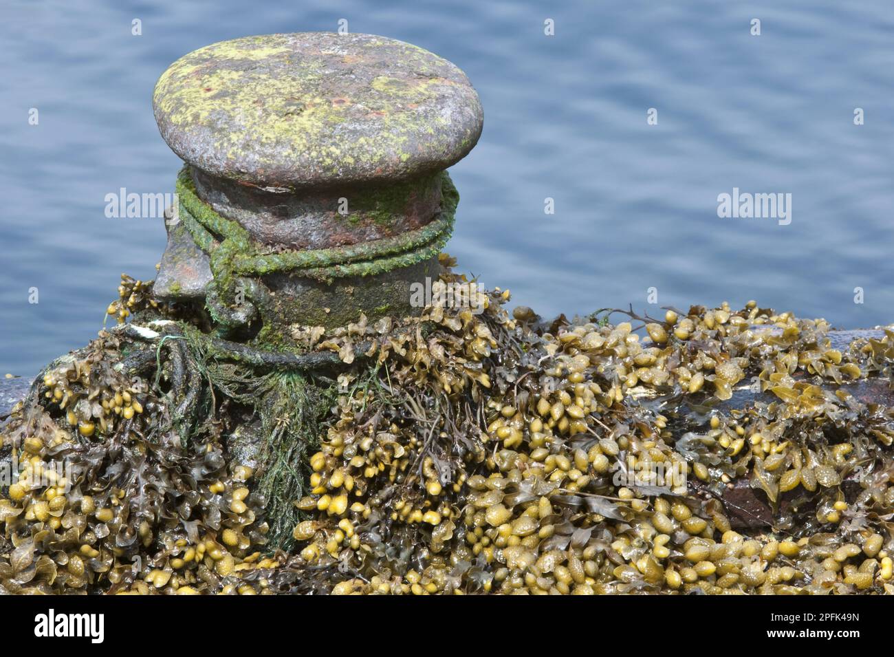 Flachwinde (Fucus spiralis) – Schnecke, die an exponierten Küsten mit Anlegestellen bei Ebbe wächst, Shetland Islands, Schottland, Vereinigtes Königreich Stockfoto