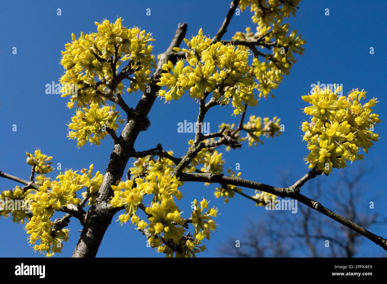 Kornelian Cherry, Cornus MAS, Blooms on Branch, Cornus, Anfang Frühling, erstens, bienenfreundlich, Pflanzen Spätwinter, blühend, Pflanze Stockfoto