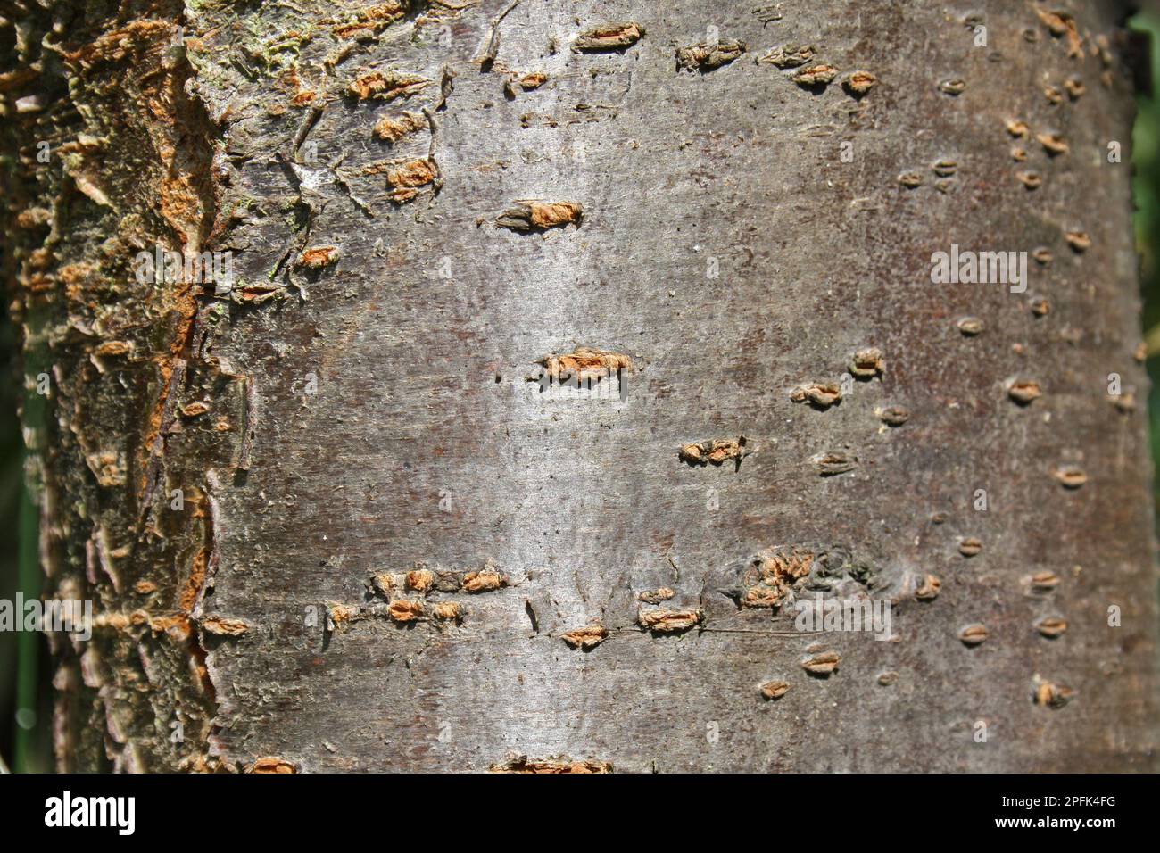 Prunus x domestica, Pflaume (Prunus domestica), Kulturpflaume, Rosaceae, Plum Nahaufnahme der Rinde, im Garten, Suffolk, England, Vereinigtes Königreich Stockfoto