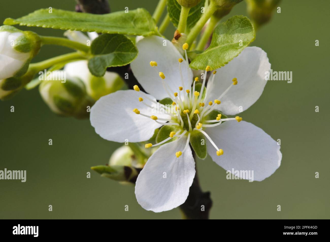 Pflaume (Prunus domestica) Nahaufnahme von Flower, Crossness Nature Reserve, Bexley, Kent, England, Vereinigtes Königreich Stockfoto