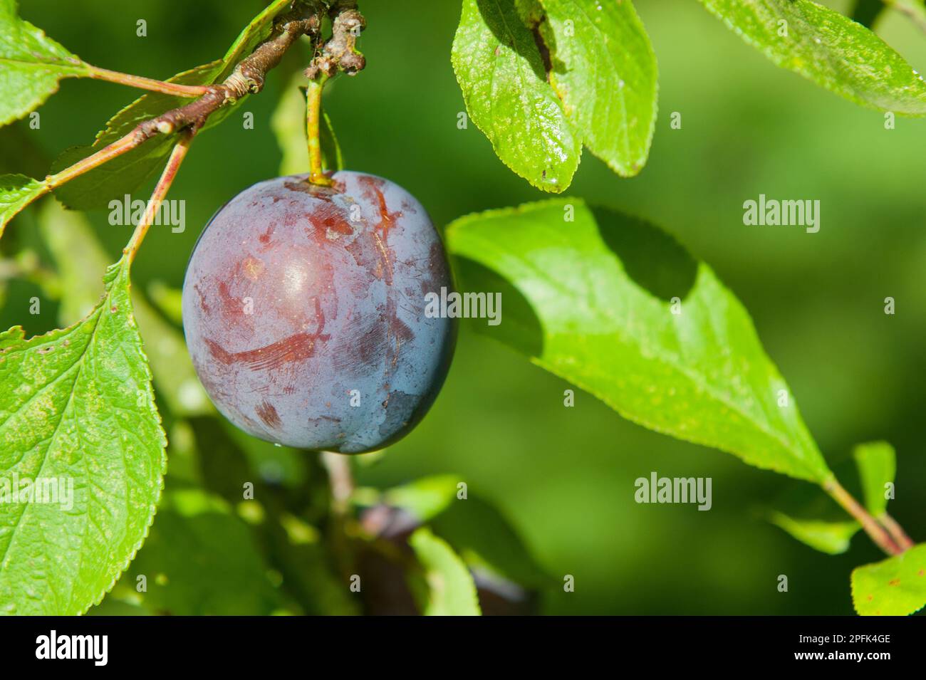 Prunus x domestica, Pflaume (Prunus domestica), Kulturpflaume, Rosaceae, Pflaume „Kirke's Blue“, Nahaufnahme von Früchten, die im Obstgarten in Norfolk wachsen Stockfoto