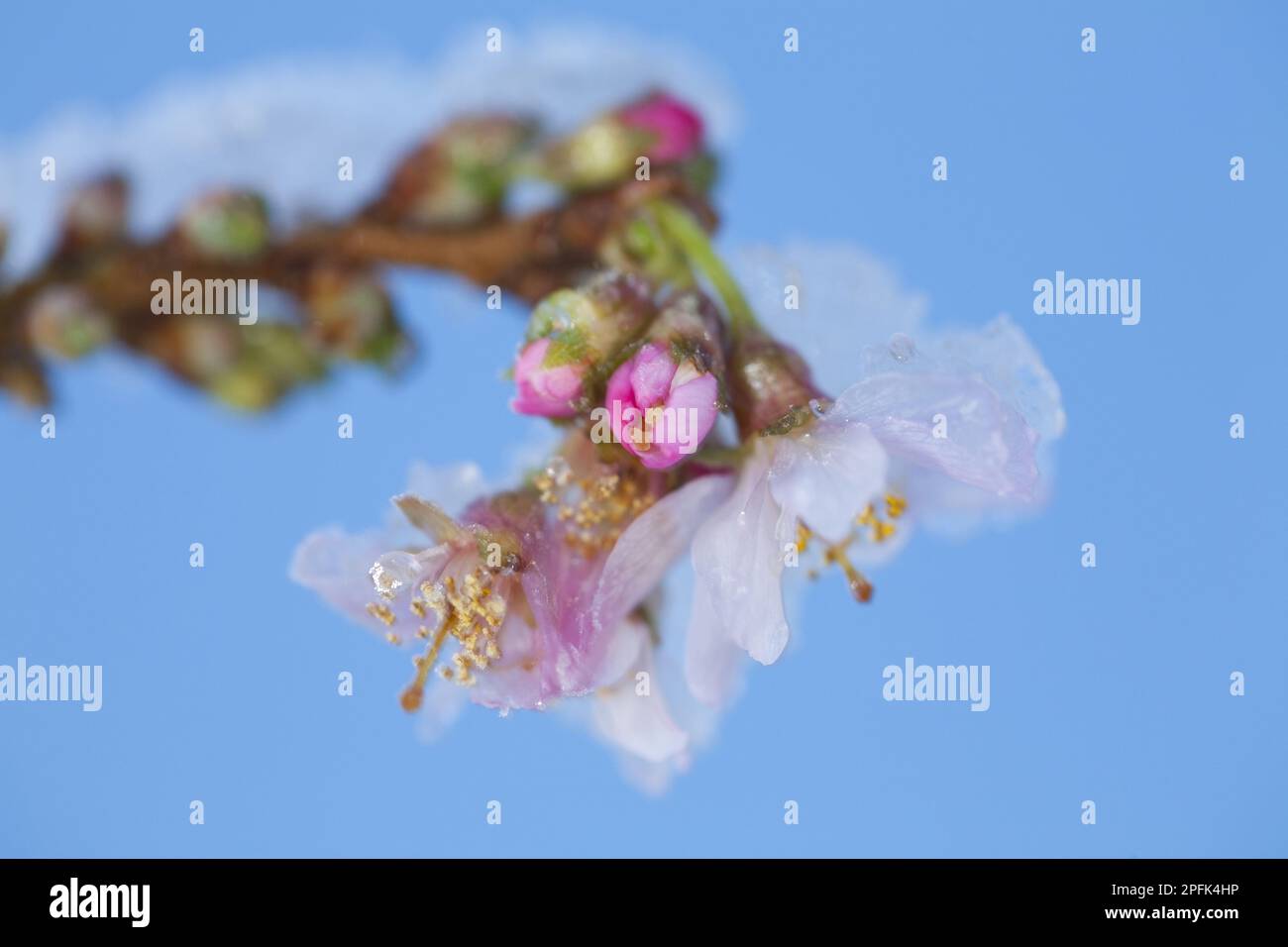 Rosebud Cherry (Prunus x subhirtella) „autumnalis Rosea“, Nahaufnahme von Blumen mit Schnee, wächst im Garten, Powys, Wales, Vereinigtes Königreich Stockfoto