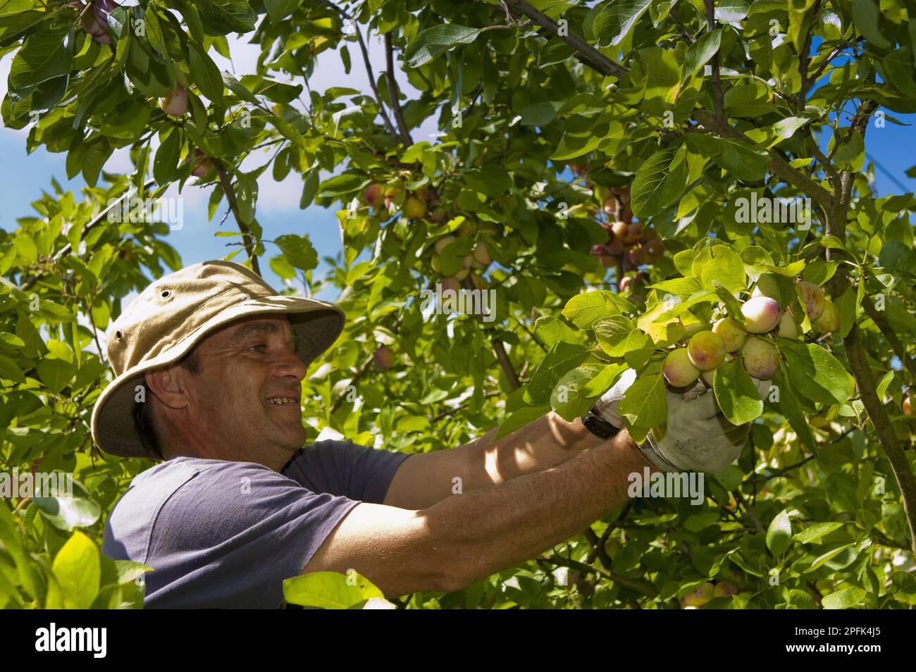 Victoria Plum (Prunus domestica) Fruit, Picker Harvesting crop, Plumbe and Maufe Orchard, North Norfolk, England, Vereinigtes Königreich Stockfoto