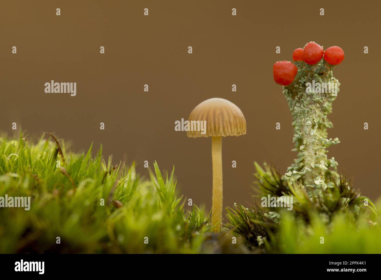 Yellowleg Bonnet (Mycena epipterygia) Fruiting body, Growing Near Lichen (Cladonia sp.), Derbyshire, England, Vereinigtes Königreich Stockfoto