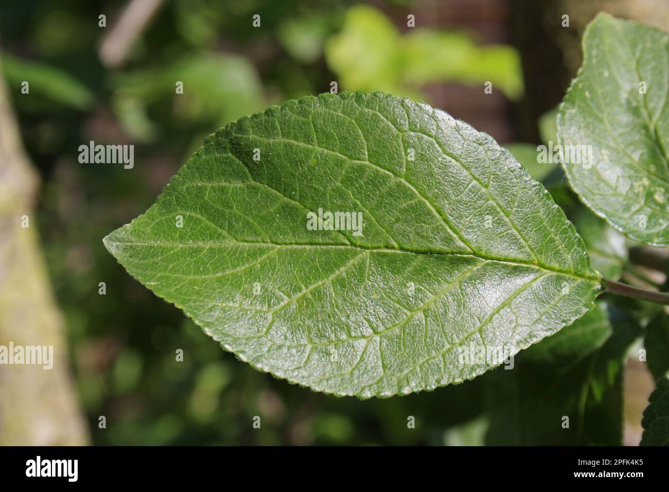 Prunus x domestica, Pflaume (Prunus domestica), Kulturpflaume, Rosaceae, Plum Nahaufnahme in Garten, Suffolk, England, Vereinigtes Königreich Stockfoto