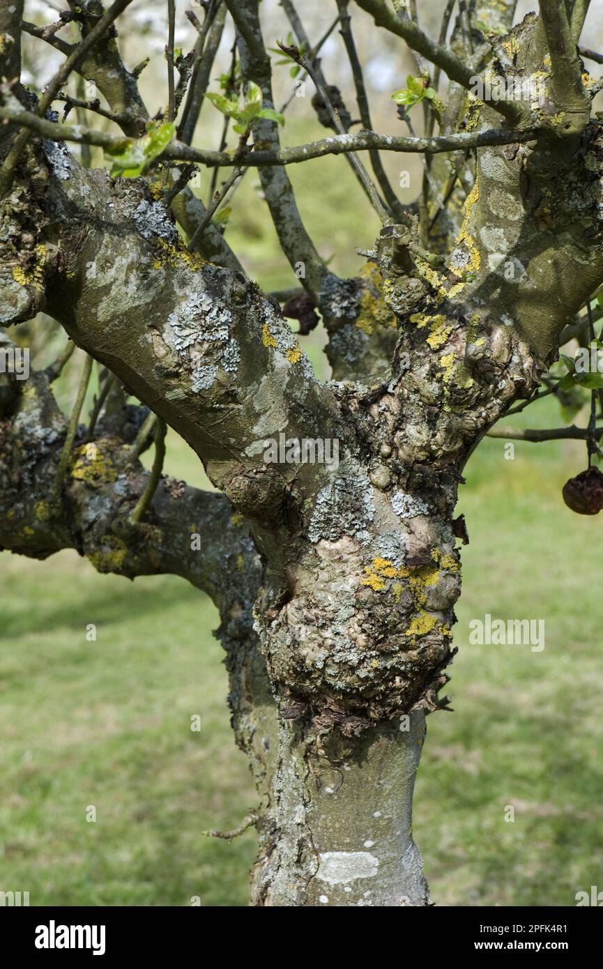 Schwere Krebse an einem alten, aber produktiven Apfelbaum, Flechten, Apfelkrebse, Nectria galligena und andere Zeichen seiner langen Lebensdauer Stockfoto