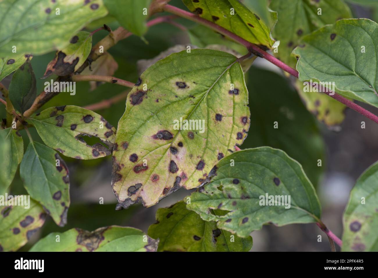Leaf Spot anthracnose, Discula destructiva, Spots on (Cornus) Leaves, Berkshire, England, Vereinigtes Königreich Stockfoto
