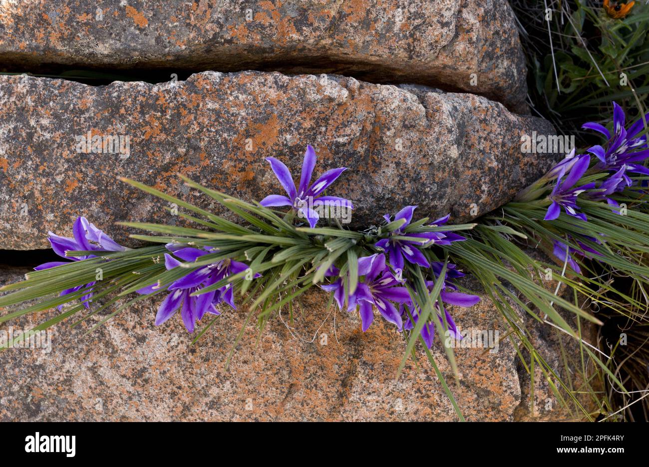 Blühende Pavianwurzel (Babiana framesii), wächst zwischen Felsen, Nieuwoudtville Reserve, Nordkap Provinz, Südafrika Stockfoto