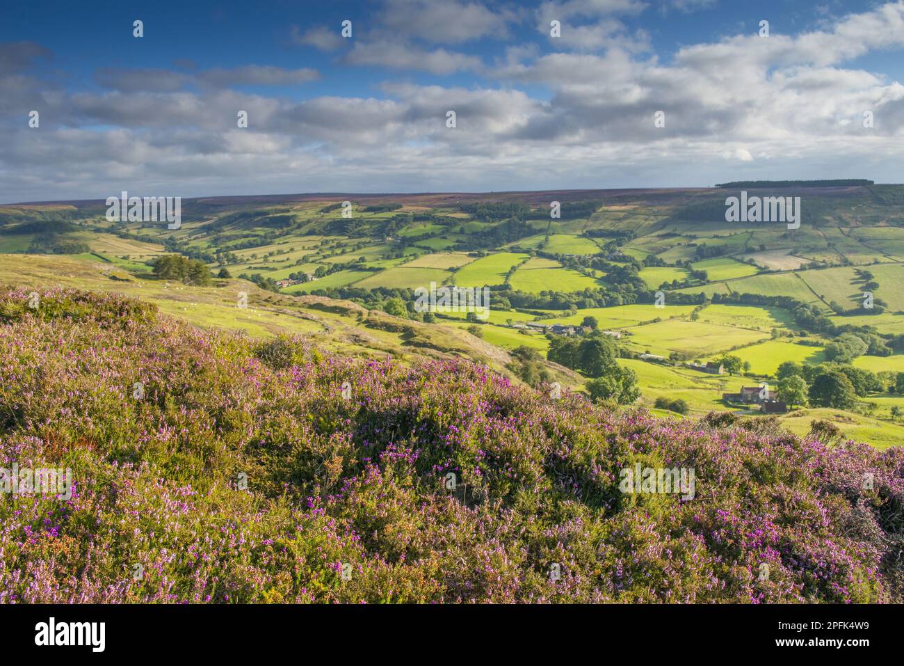 Moorland mit blühender Heidekraut (Calluna vulgaris) mit Blick auf Ackerland im Tal, Rosedale, North York Moors N. P. North Yorkshire Stockfoto