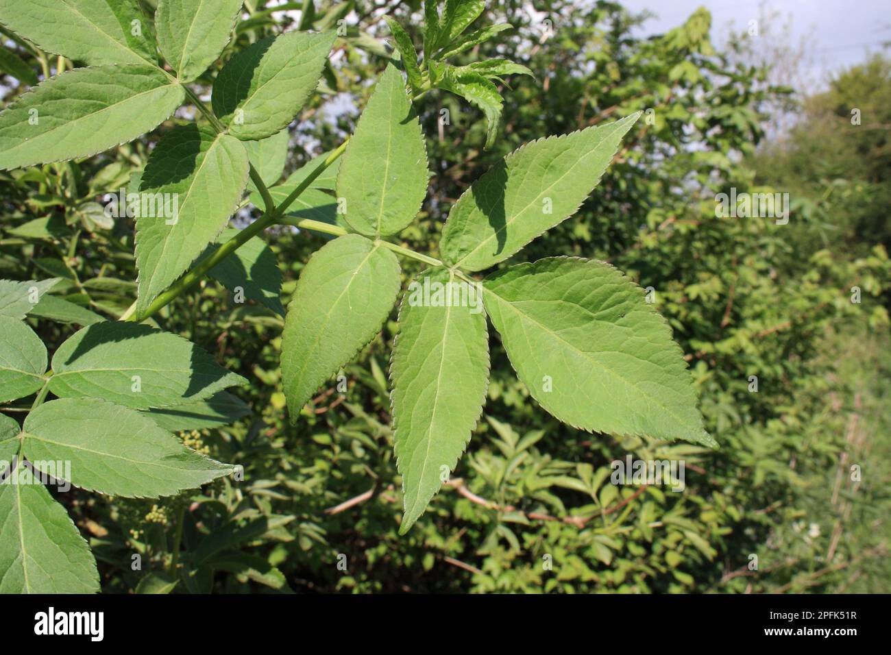 Nahaufnahme älterer Blätter (Sambucus nigra) aus der Hecke, Mendlesham, Suffolk, England, Vereinigtes Königreich Stockfoto