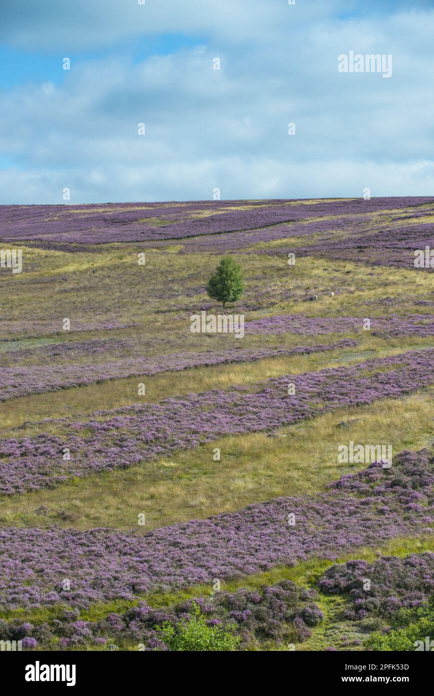 Moorbewirtschaftung, Streifen blühender Gemeine Heidekraut (Calluna vulgaris), die in Moorlandhabitaten wachsen, die für Moorhuhn-Jagd verwaltet werden, Blakey Ridge Stockfoto