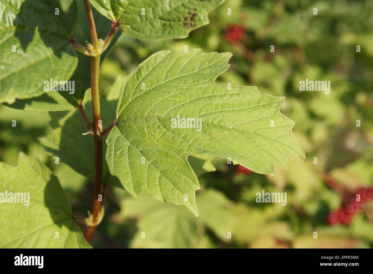 Guelder Rose (Viburnum opalus) – Nahaufnahme des Anbaus in Hedgerow, Mendlesham, Suffolk, England, Vereinigtes Königreich Stockfoto