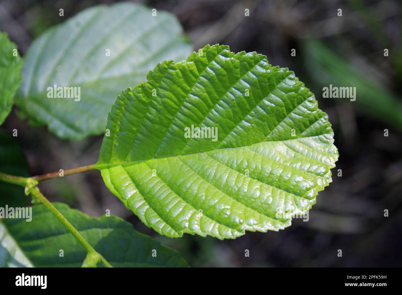 Gemeine Erle (Alnus glutinosa), Nahaufnahme des Blatts, wächst in Carr Wet Woodland auf dem Talmoor Reservat, Roydon Fen, Roydon, Upper Waveney Stockfoto