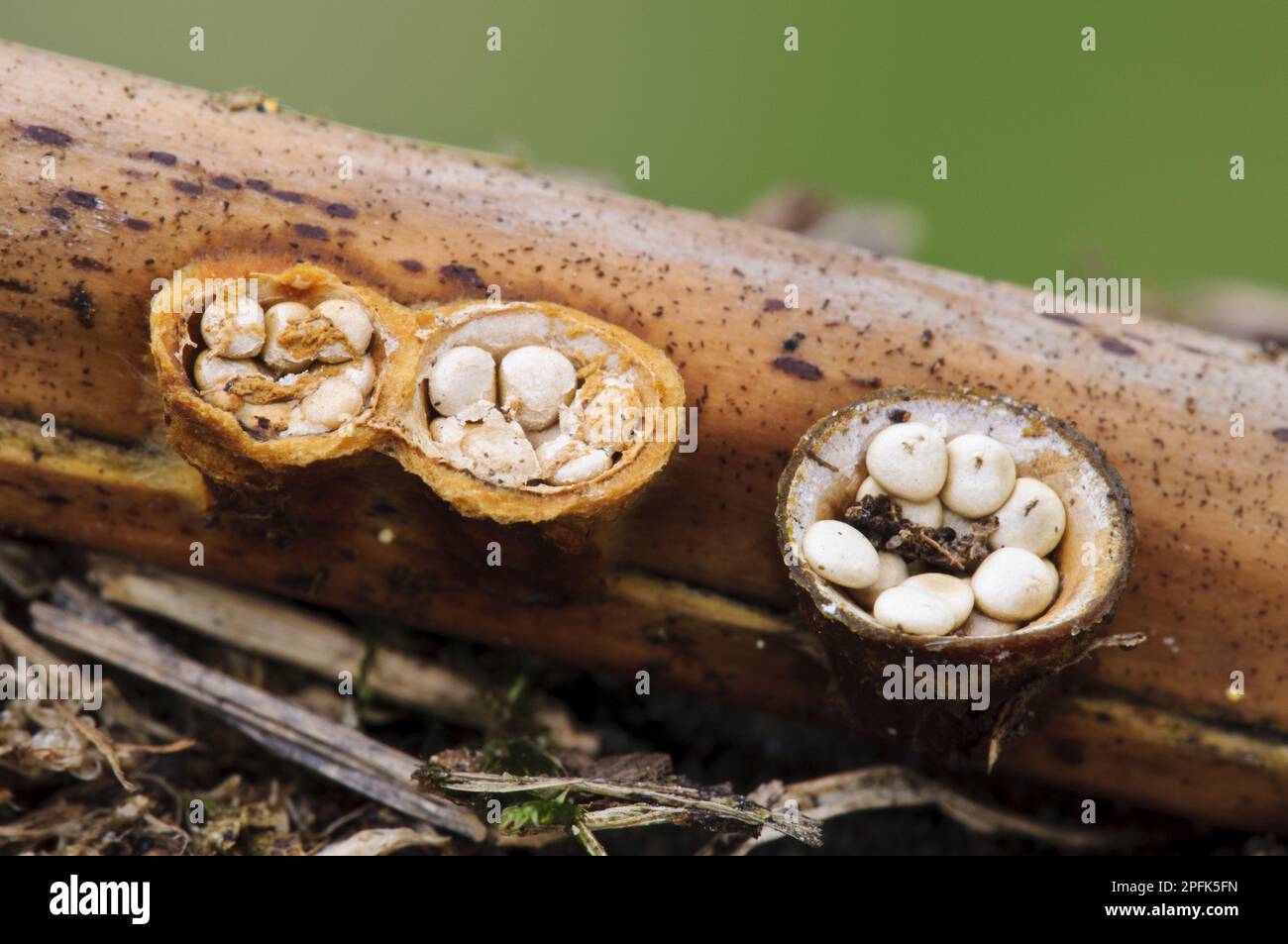 Field Bird's Nest Pilz (Crucibulum laeve) fruchtbare Körper, „Plash Cups“ nach dem Abnehmen der Caps, um peridiole Sporen Kapseln im Inneren zu enthüllen Stockfoto