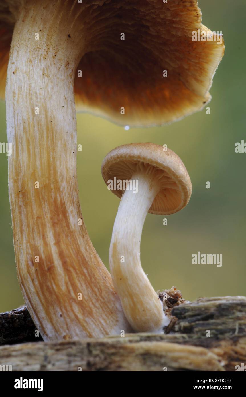 Rustgill (Gymnopilus penetrans) fruchtbare Körper, frische junge Exemplare, die unter reiferen Exemplaren beherbergen, Bostall Woods, Königlicher Bezirk von Stockfoto