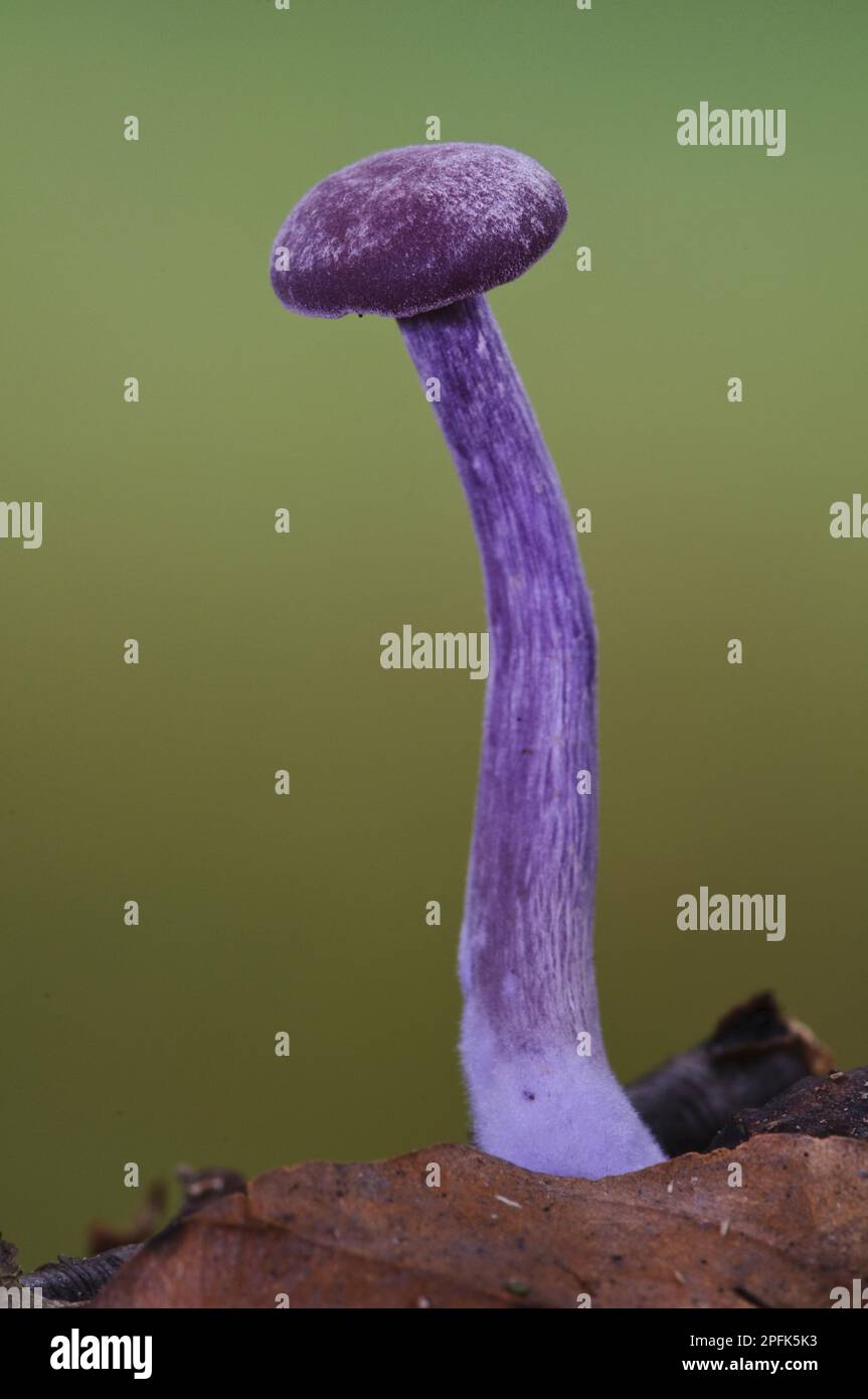 Amethyst Deceigers (Laccaria amethystea) Fruiting body, Growing in leaf streter, Clumber Park, Nottinghamshire, England, Vereinigtes Königreich Stockfoto