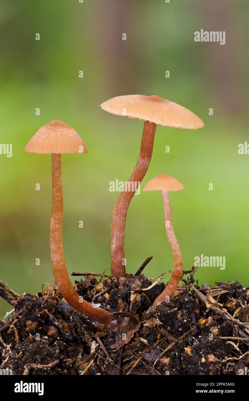 The Deception (Laccaria laccata) Three Fruiting bodies, growing from leaf mould, Clumber Park, Nottinghamshire, England, Vereinigtes Königreich Stockfoto