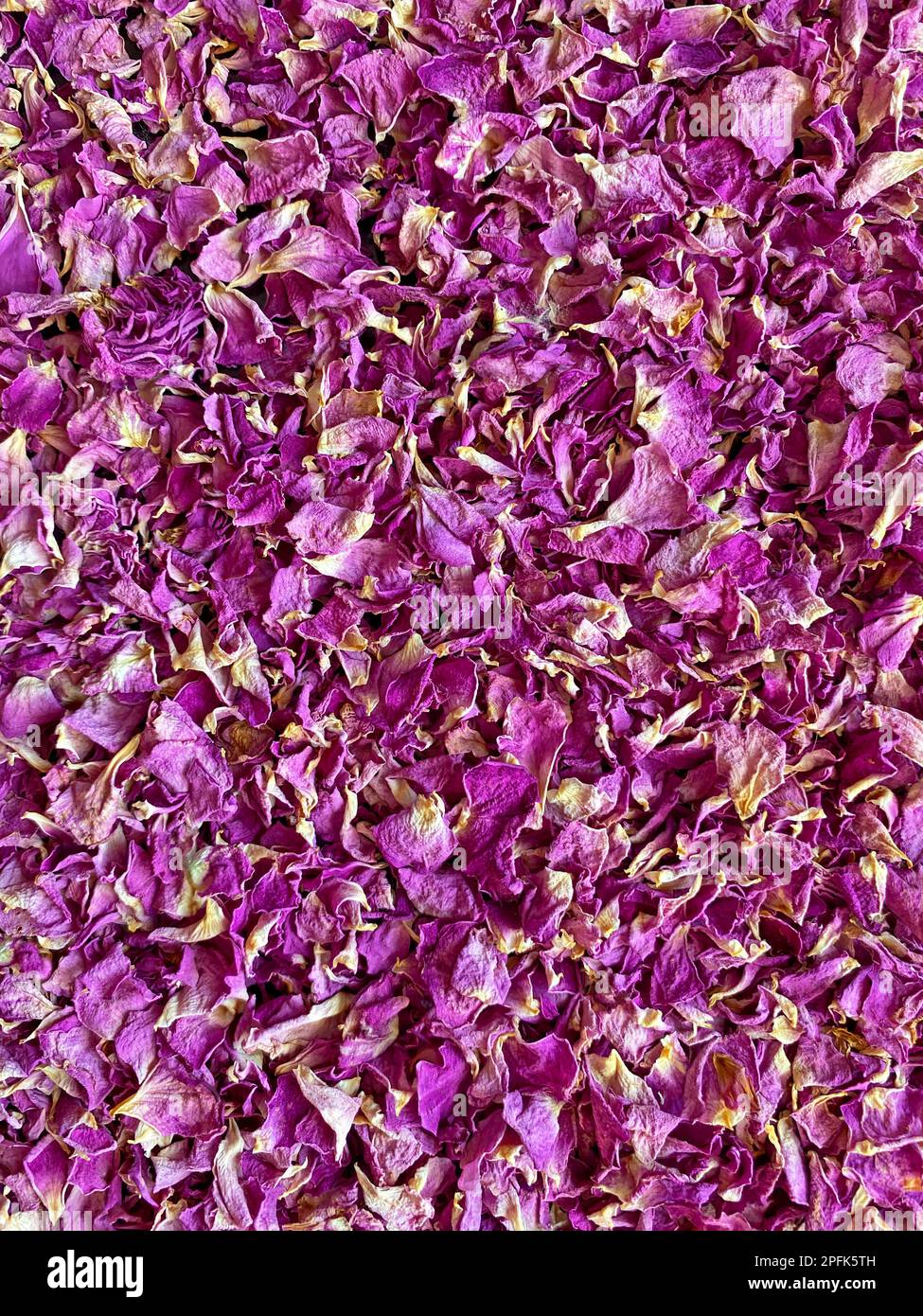 Abstrakter natürlicher Hintergrund: Anhäufung trockener rosa odorata-Blütenblätter Stockfoto