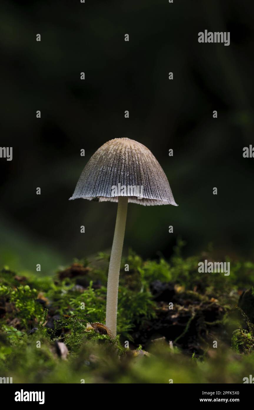 Glistening Inkcap (Coprinellus micaceus) Fruchtkörper, wächst zwischen Moos in verdorbenem Sonnenlicht, Sevenoaks Wildlife Reserve, Kent, England, United Stockfoto