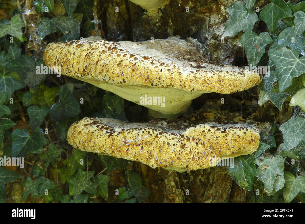 Fruchtkörper aus Polyporen (Inonotus dryadeus), Klammerreihen auf großer Eiche, Powys, Wales, Vereinigtes Königreich Stockfoto