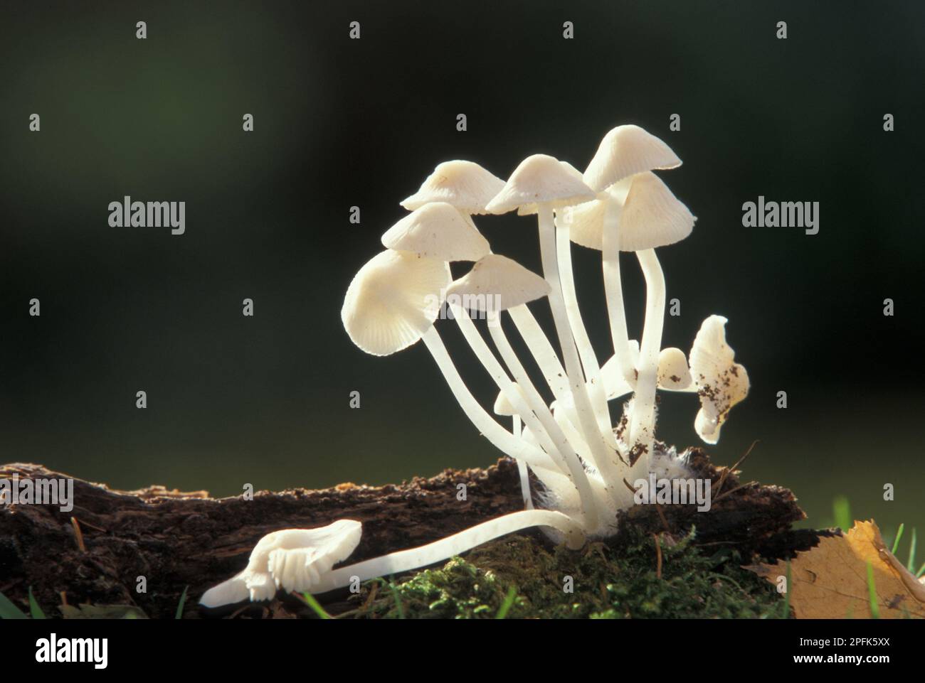 Melkhaube (Mycena galopus) Var. alba REA Stockfoto
