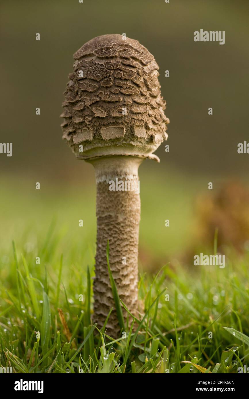 Parasol Mushroom (Macrolepiota procera) junger Fruchtkörper, der in saurem Grasland wächst, Quantock Hills, Somerset, England, Vereinigtes Königreich Stockfoto