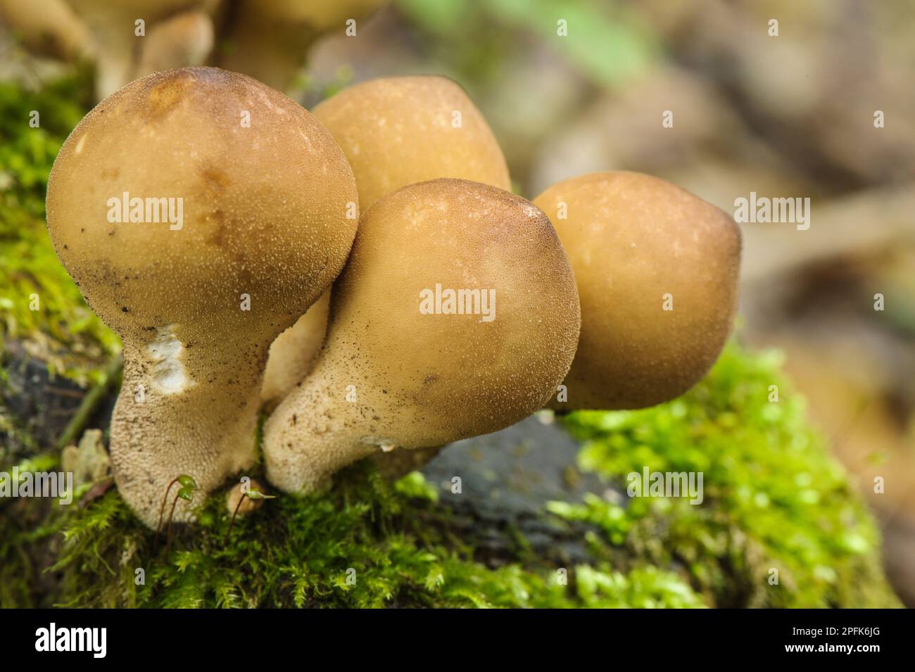 Birnenförmige Puffkugel (Lycoperdon pyriforme), Pilze, Stumpf Puffball Fruiting Bodies, Italien Stockfoto