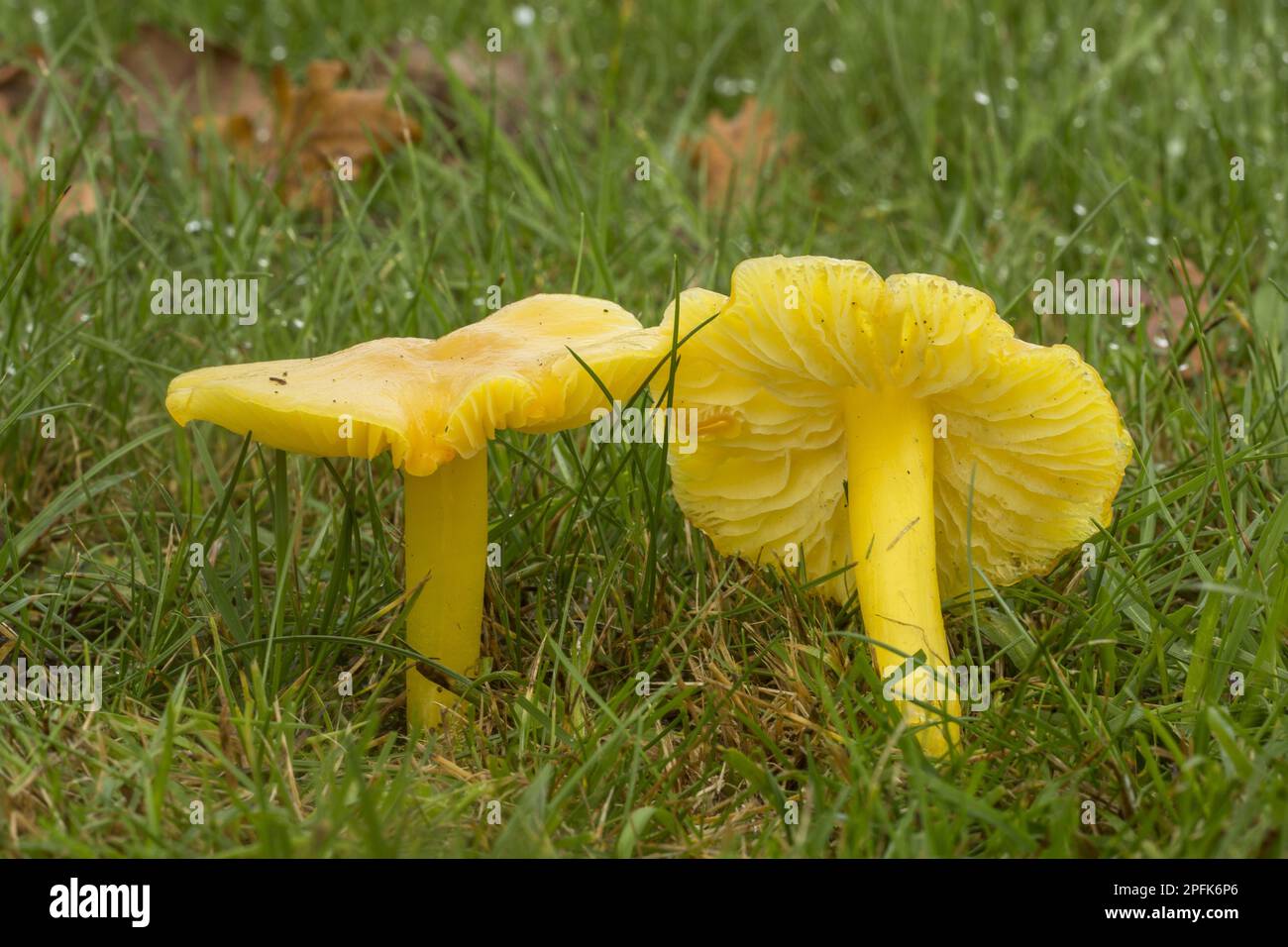 Golden Waxcap (Hygrocybe chlorophana) Fruchtkörper, wachsen in Mähgrasland, Minstead Churchyard, New Forest N. P. Hampshire, England, United Stockfoto