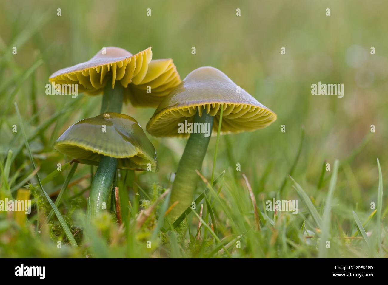 Papagei Waxcap (Hygrocybe psittacina) Fruchtkörper, im Grünland, Powys, Wales, Vereinigtes Königreich Stockfoto