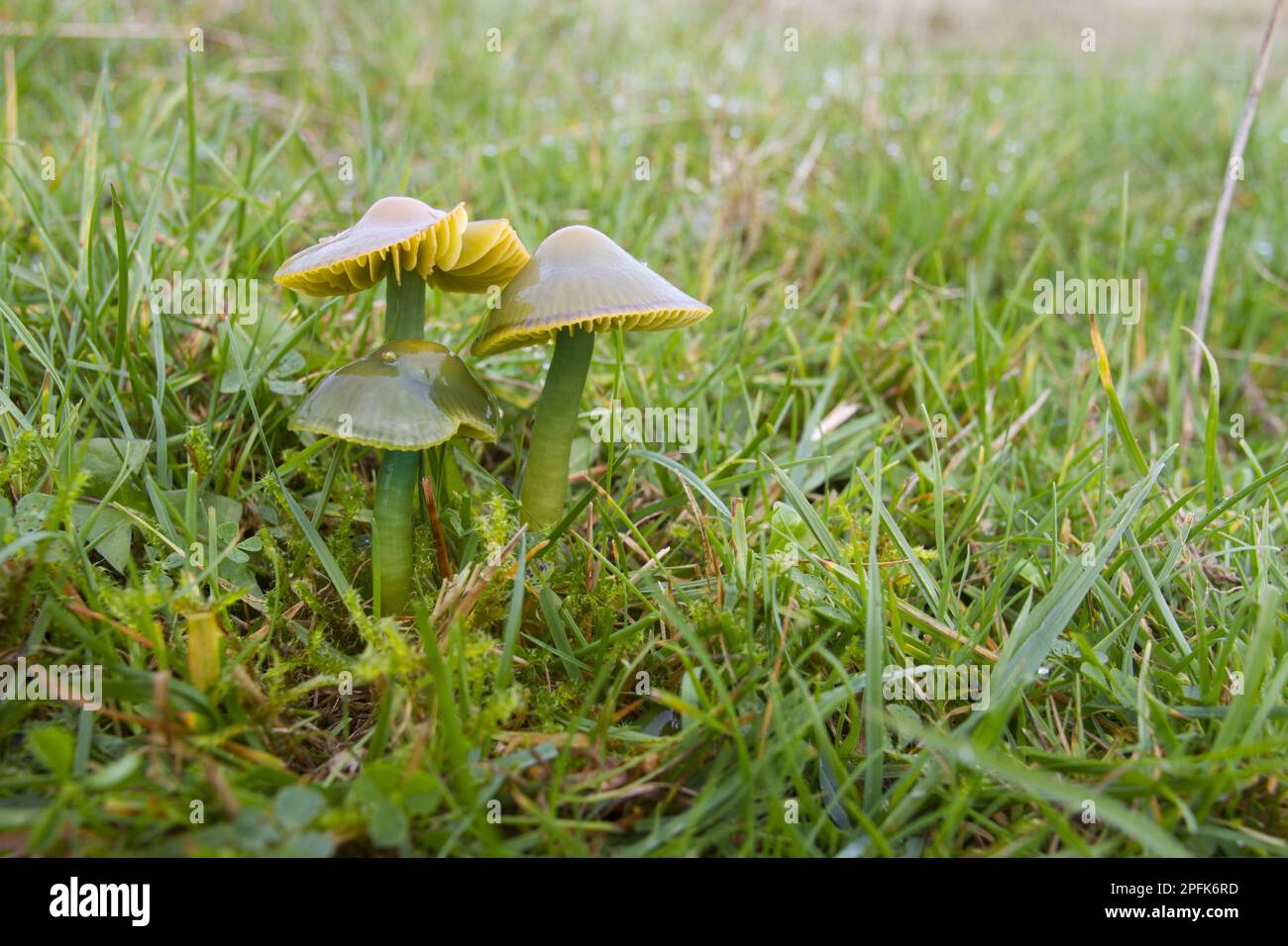 Papagei Waxcap (Hygrocybe psittacina) Fruchtkörper, im Grünland, Powys, Wales, Vereinigtes Königreich Stockfoto