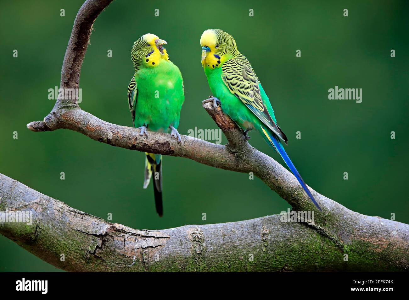 Wellensittich (Melopsittacus undulatus), erwachsenes Paar, Australien Stockfoto