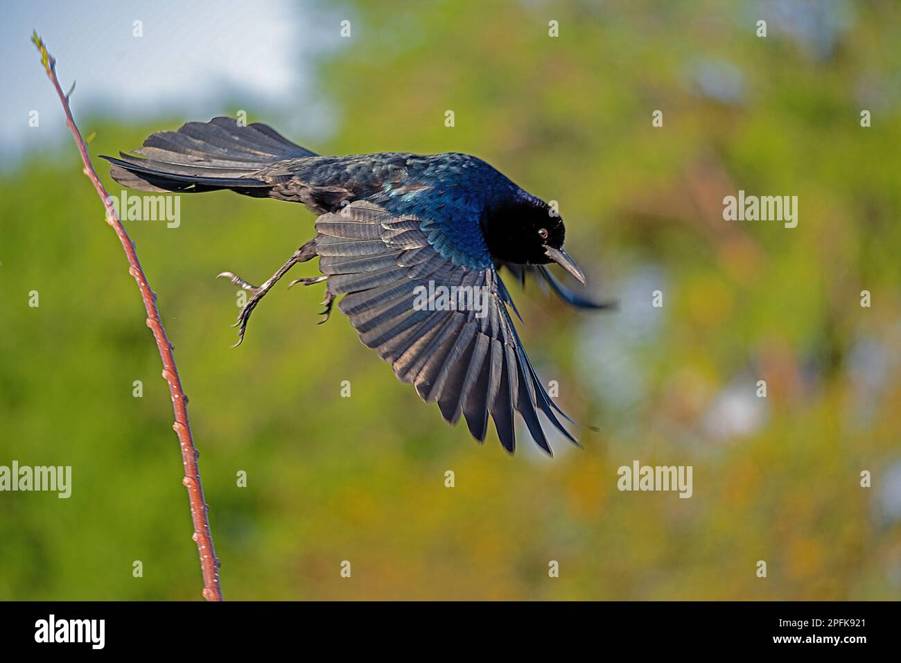 Boot-angebundene Grackle Stockfoto