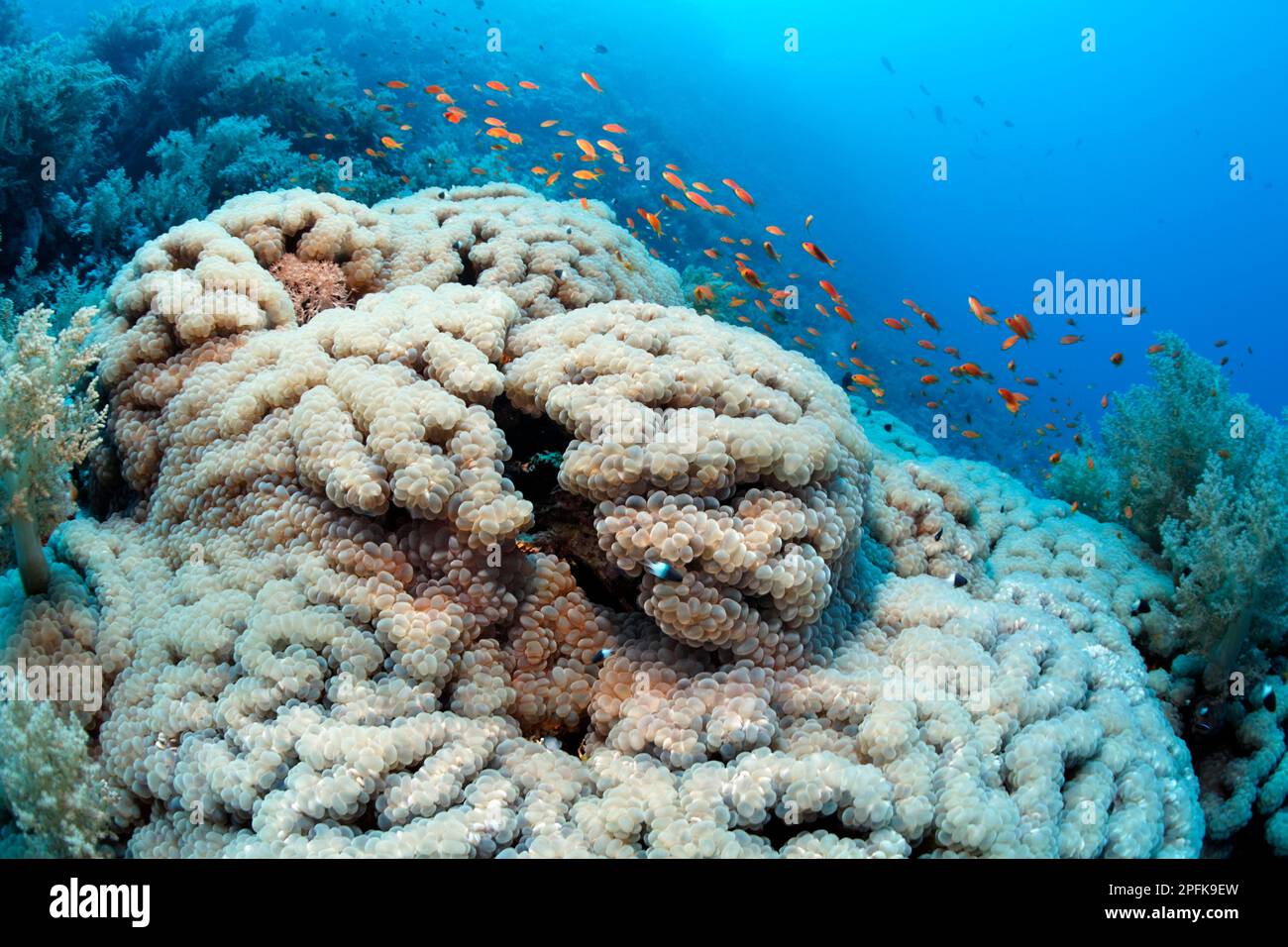 Bubble Coral (Plerogyra sinuosa), umgeben von Broccoli Coral (Litophyton arboreum), über der Schwärme des roten Seebarschels (Pseudanthias taeniatus), Rot Stockfoto