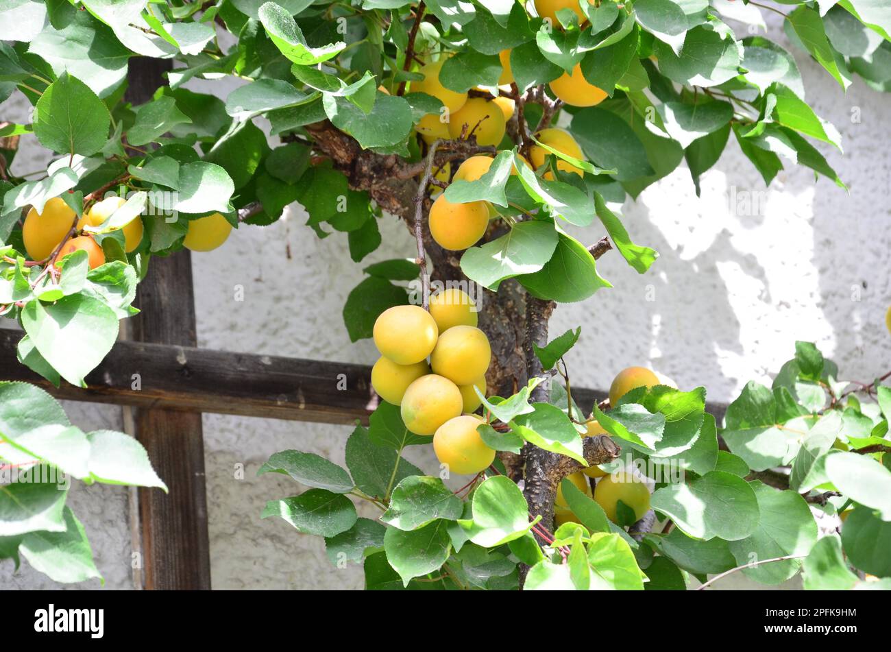 Bruchstücke, Aprikosen/Marillen (Prunus armeniaca) Stockfoto