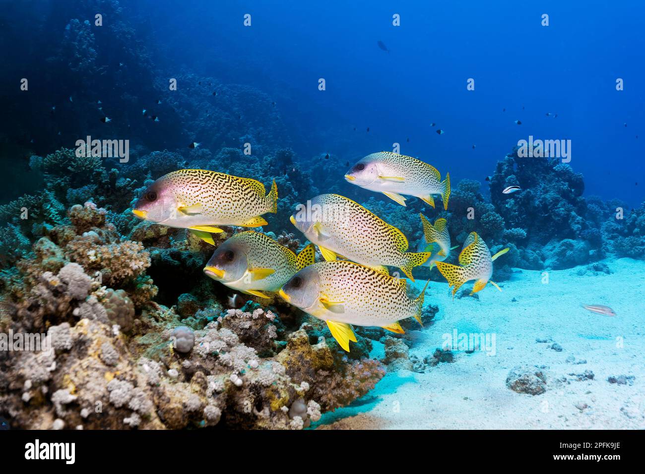 Schwärme von Schwarzfleckkautschuken (Plectorhinchus gaterinus), Sandboden, Rotes Meer, Daedalus-Riff, Deadalus-Insel, Ägypten Stockfoto