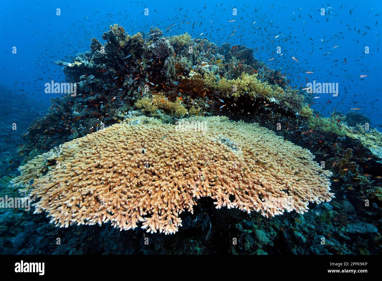 Agropora Tafelkorallen, groß (Agropora hyacincthus), Rücken Korallenriff mit vielen Rifffischen, St. Johns, Rotes Meer, Ägypten Stockfoto