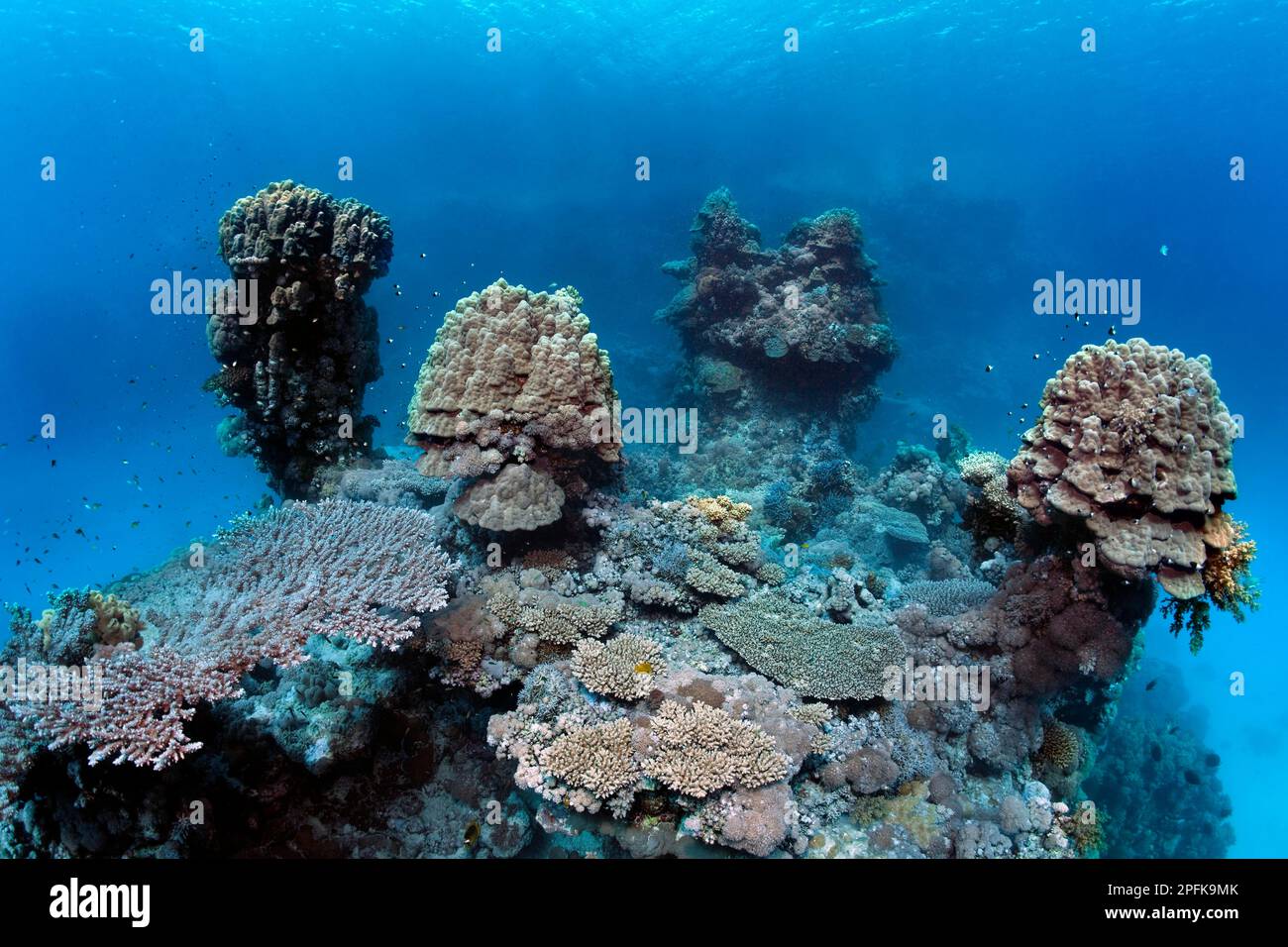 Unterwasserlandschaft, typisch, bizarr, Korallentürme, Kuppelkorallen (Porites nodifera), unterhalb verschiedener Akropora Steinkorallen (Akropora), St. Freier Stockfoto