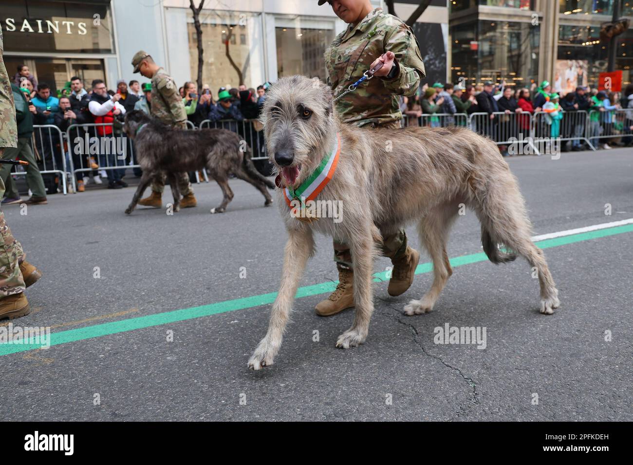 Ein irischer Wolfshund nimmt am St. Teil Patrick's Day Parade, 17. März 2023, in New York. (Foto: Gordon Donovan) Stockfoto