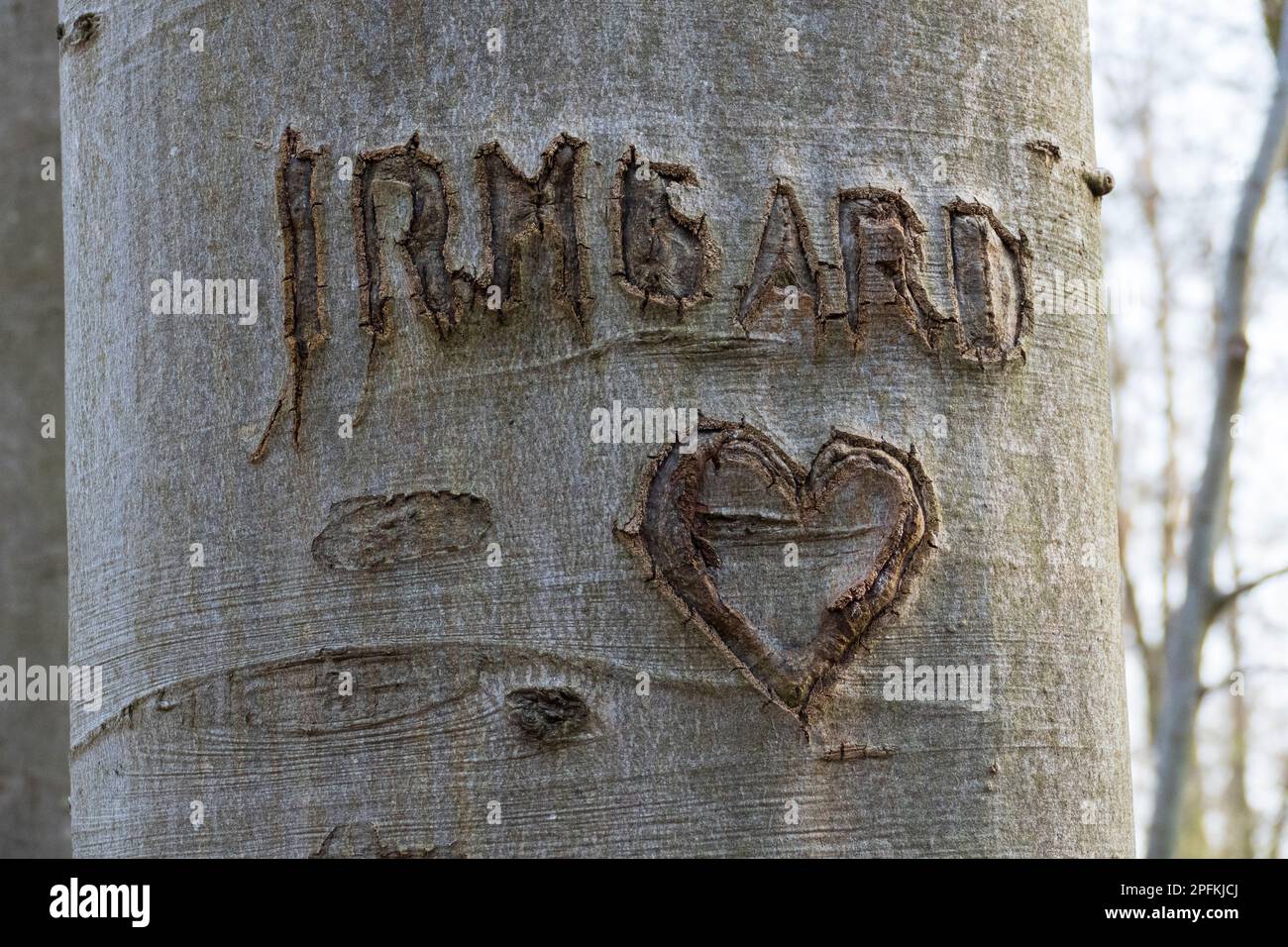 Der Name Irmgard und ein Herz, vor Jahren in einen Baum geschnitzt Stockfoto