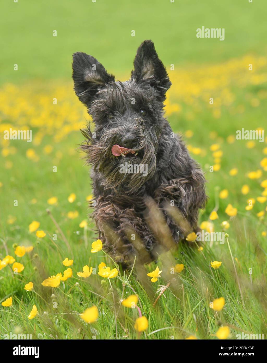 Nahaufnahme-Action-Bild eines fröhlichen Miniaturschnauzer-Hundes, der im Sommer durch ein Feld mit langem Gras und Butterblumen zur Kamera rennt Stockfoto