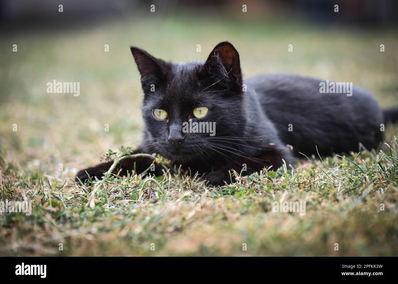 Junge schwarze Katze mit grünen Augen, die im Sommer auf dem Rasen liegt und zusieht Stockfoto